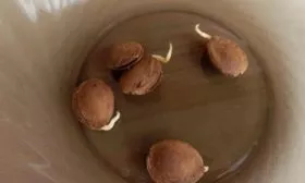 Слива Ренклод колхозный - размножение сливы косточкой