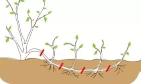 Слива Ренклод колхозный - размножение сливы отводками