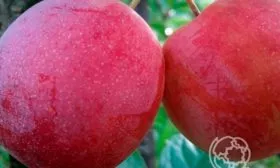 Описание плодов