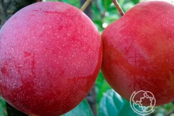 Описание плодов