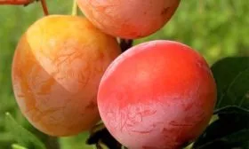 слива Скороплодная