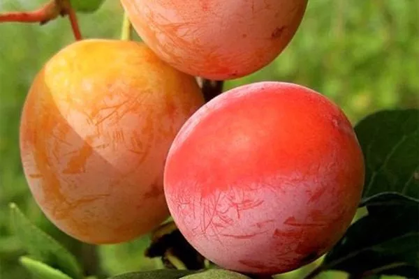 слива Скороплодная