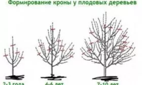 формировка кроны у сливы Скороплодной