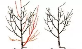 обрезка непродуктивных ветвей у сливы Скороплодной