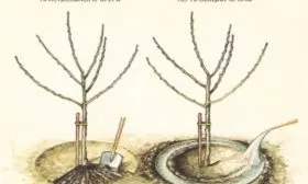 как поливать сливу Скороплодная