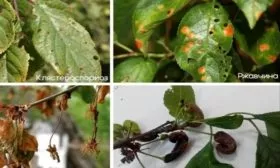 болезни сливы Скороплодная