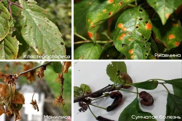 болезни сливы Скороплодная