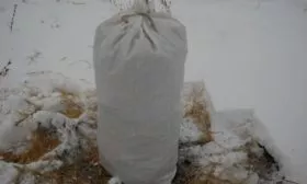 подготовка сливы Скороплодная к зимовкке