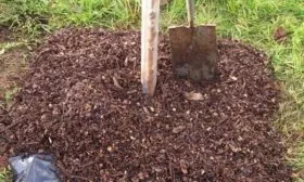 мульчирование сливы Скороплодная на зиму