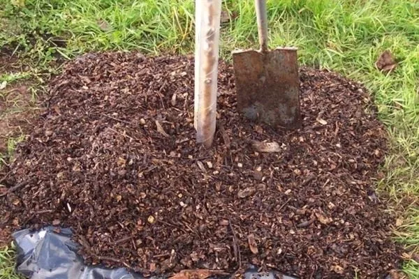 мульчирование сливы Скороплодная на зиму