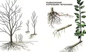 размножение сливы Скороплодная