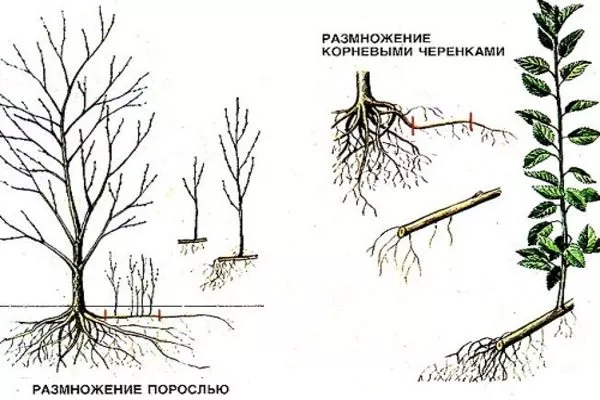 размножение сливы Скороплодная