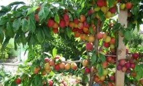 дерево Скороплодной