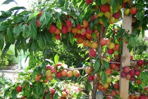 дерево Скороплодной