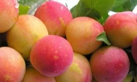 сливы сорта Скороплодная