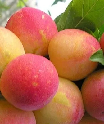 сливы сорта Скороплодная