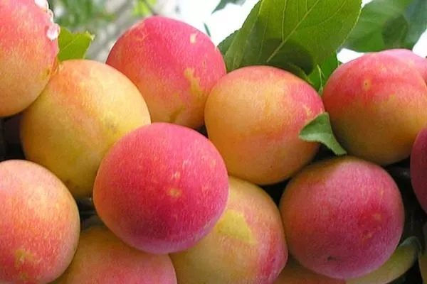 сливы сорта Скороплодная