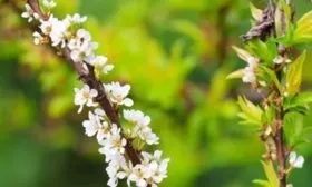 цветение китайки Скороплодная