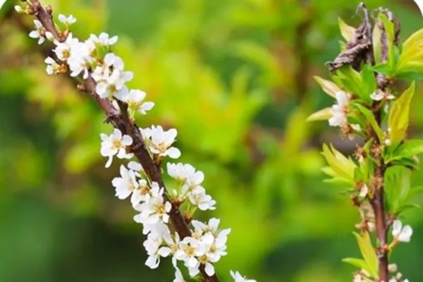 цветение китайки Скороплодная