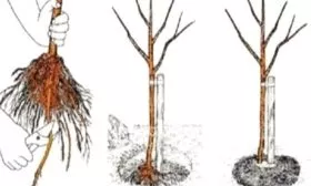 посадка сливы Скороплодная