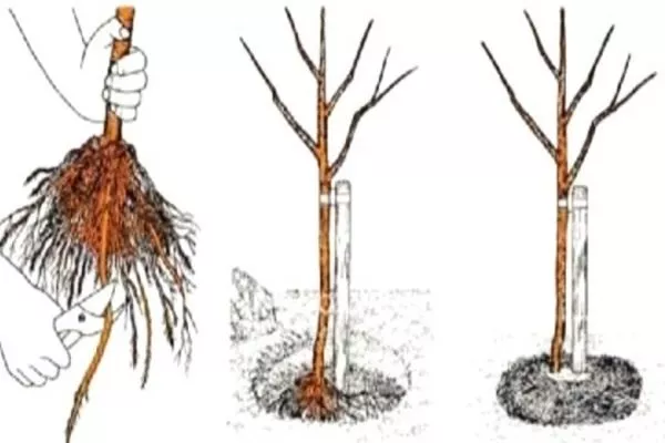 посадка сливы Скороплодная