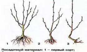 выбор саженца сливы Скороплодная