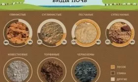 типы почв, на которых можно выращивать сливу Скороплодная