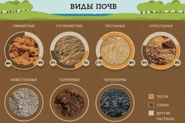 типы почв, на которых можно выращивать сливу Скороплодная