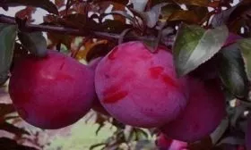 слива сорта Голливуд