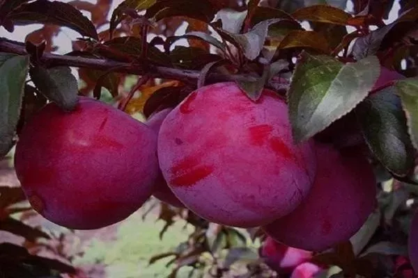 слива сорта Голливуд