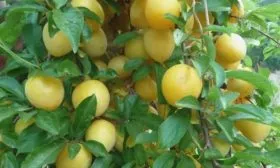 слива сорта Светлячок