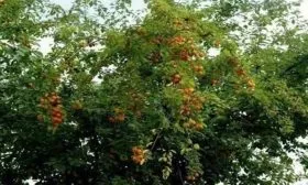 слива Светлячок