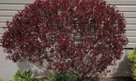 Слива Цистена