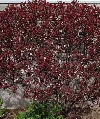 Слива Цистена