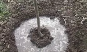 Слива Цистена - посадка саженца полив