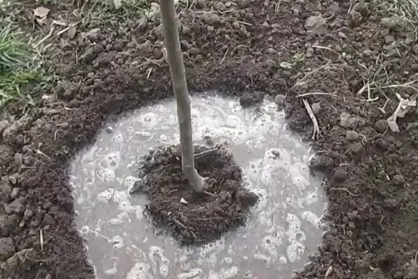 Слива Цистена - посадка саженца полив