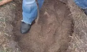 Слива Цистена - посадка саженца утрамбовка грунта