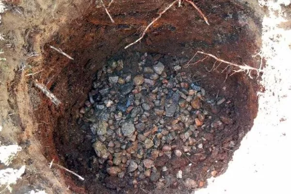 Слива Цистена - слой дренажа в посадочной яме