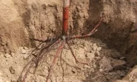 Слива Цистена - установка саженца, расправка корней