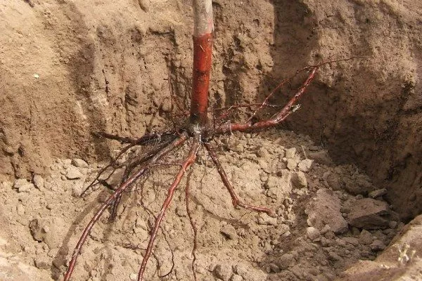 Слива Цистена - установка саженца, расправка корней