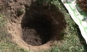 Слива Цистена - яма для посадки саженца