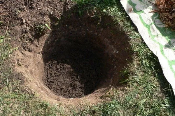 Слива Цистена - яма для посадки саженца