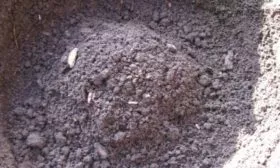 Слива Цистена - засыпка посадочной ямы грунтом