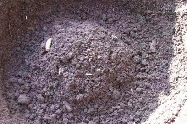 Слива Цистена - засыпка посадочной ямы грунтом