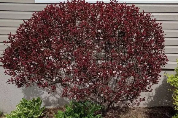 Слива Цистена