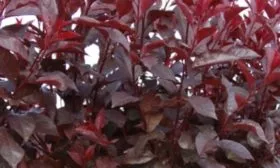 Слива Цистена: листья