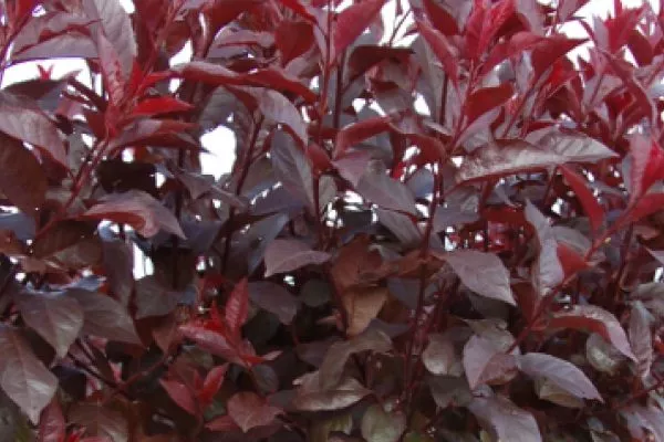 Слива Цистена: листья