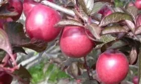 Слива Цистена: плоды