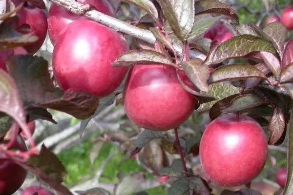 Слива Цистена: плоды