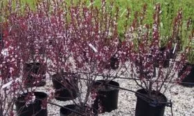 Слива Цистена: саженцы для посадки